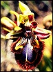 Ophrys Speculum